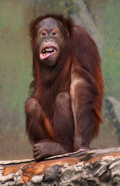 laughing-orangutang