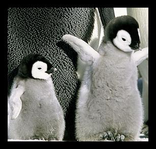 http://thesituationist.files.wordpress.com/2007/04/cute-baby-penguins.jpg