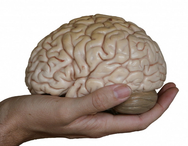 hand-holding-brain.jpg