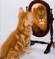 Cat’s Mirror Image