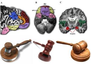 law-brain-image